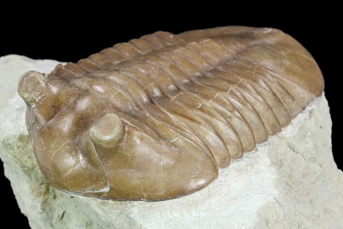 Asaphus Cornutus Trilobite - Russia #126131